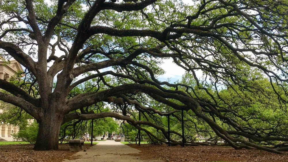 Century tree, a live oak that's more than 100 years old.