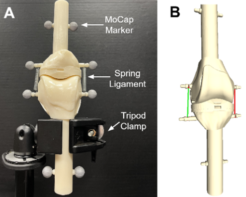 Two side-by-side illustrations of a physical knee model (left) with labeled motion capture markers, spring ligaments and a tripod clamp and a computational knee model (right). 