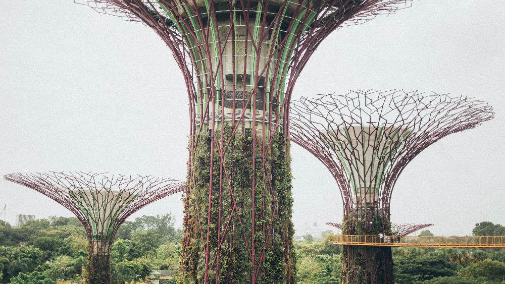 Super tree grove in Singapore