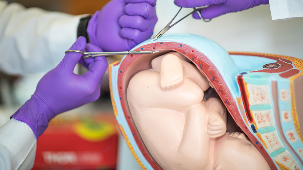 Side view of plastic model of baby inside uterus
