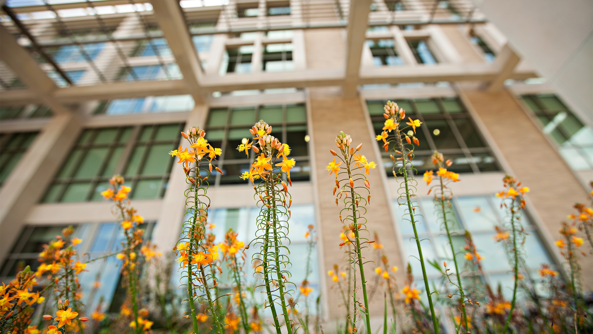 Flowers at the Emerging Technologies Building