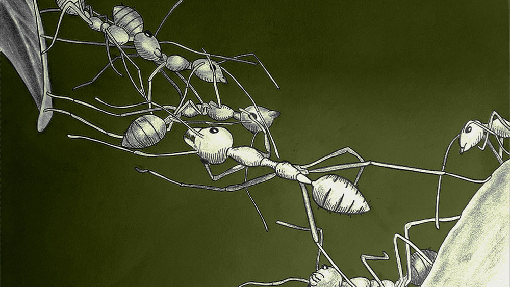 An illustration of ants creating a bridge with a green background.