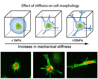 Gaharwar-cell stiffness