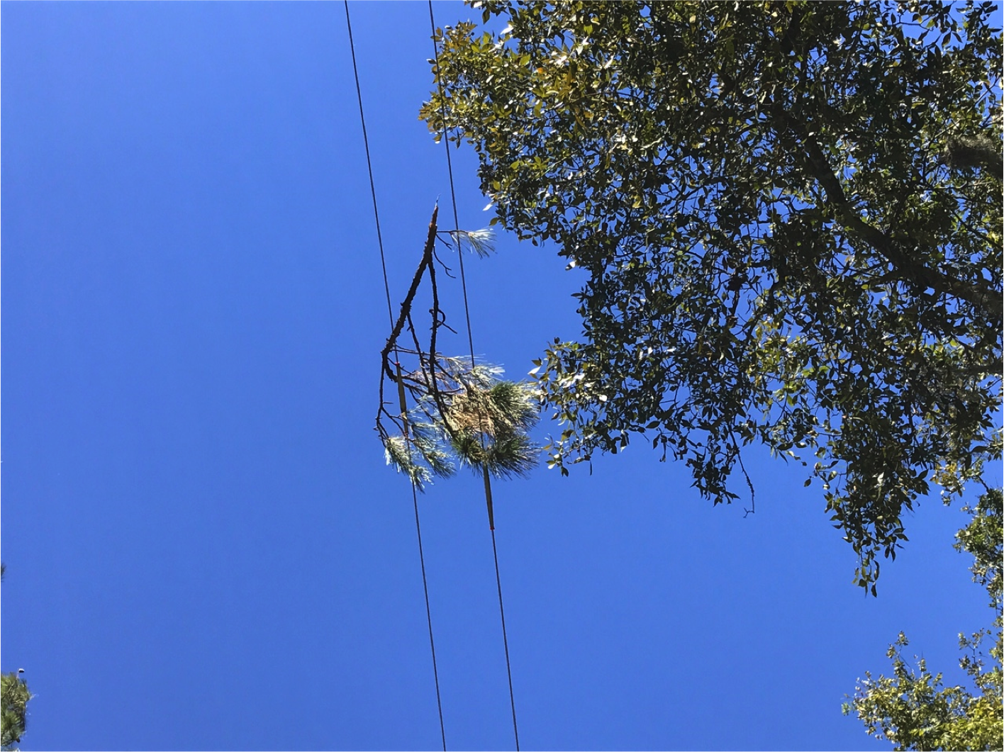 Early stages of a vegetation fault on an electrical line