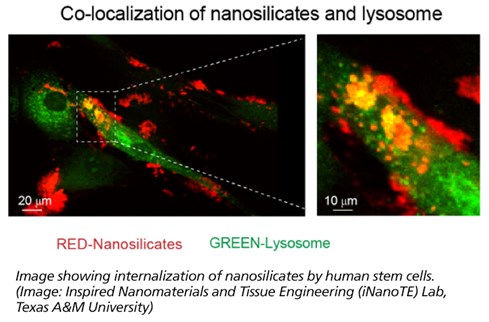 image of co-localization of nanosilicates and lysome