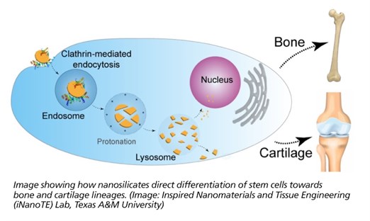  graphic of stem cells and cartilage and bone