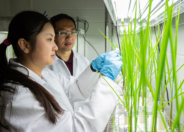Texas A&amp;M researcher finds nanoparticles may be the key to reducing arsenic intake in rice