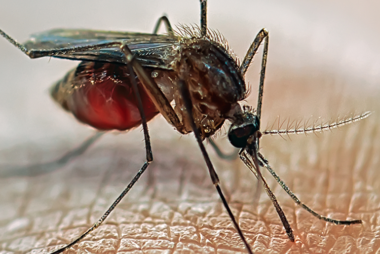 Researchers seek to investigate impact of temperature on spread of mosquito-borne illnesses