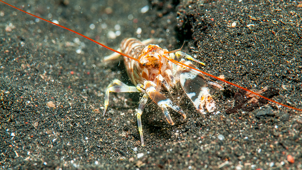 Getty Images - Snapping Shrimp