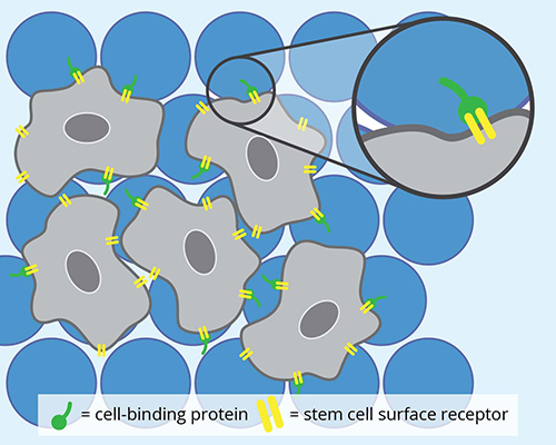 Schematic showing microporous annealed particle hydrogel microbeads (blue) loaded with stem cells (gray).