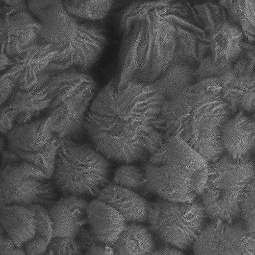 Electron micrograph showing ridges and grooves on microporous annealed particle hydrogel microbeads caused by developing stem cells.