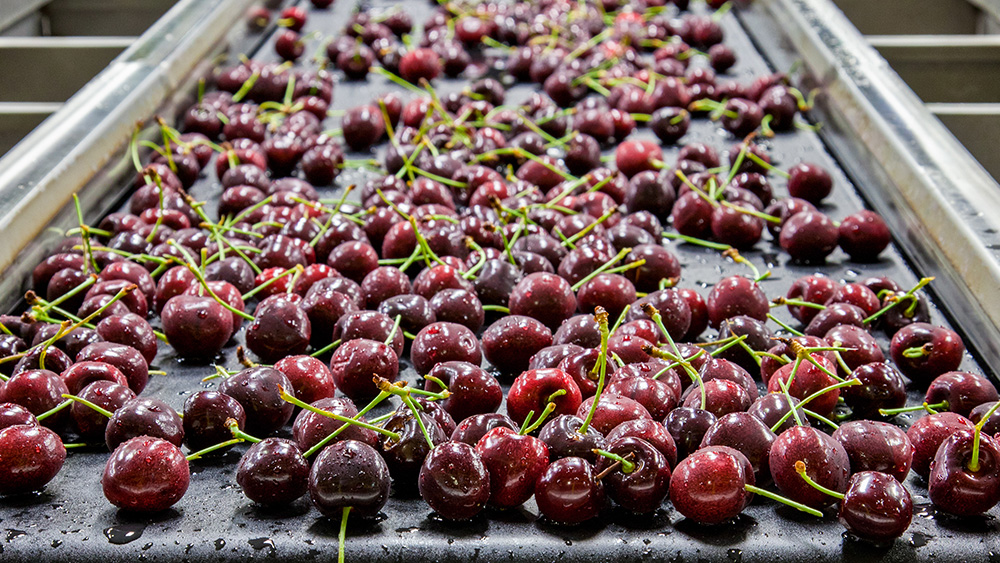 Red cherries laid on a conveyor belt.