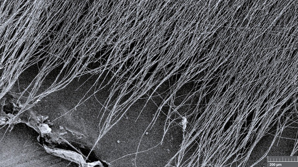 A zoomed-in view of the nanofibers that are used to make the antioxidant mats.