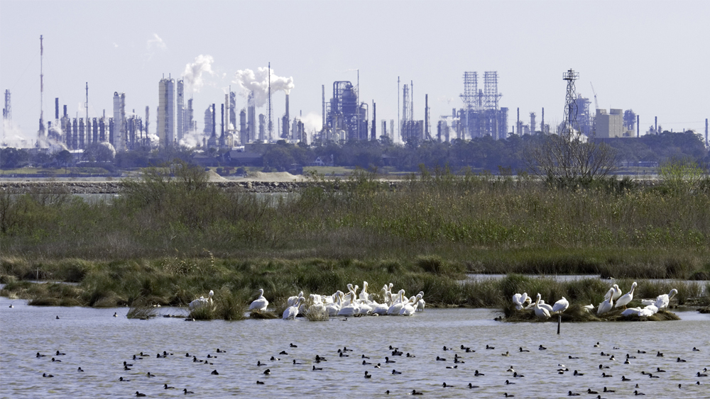 Petrochemical plant on the coast with geese in the water in front