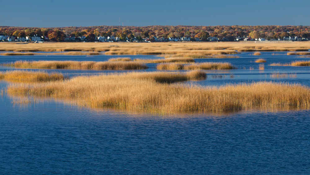 A marsh with houses in the background