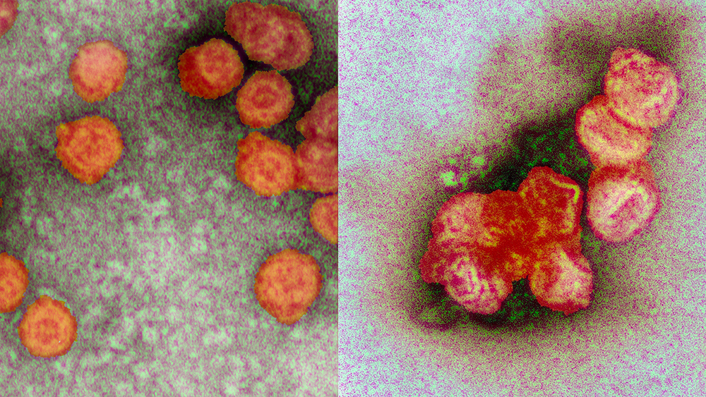 Electron micrographs showing uncoagulated viruses on the left and coagulated viruses on the right