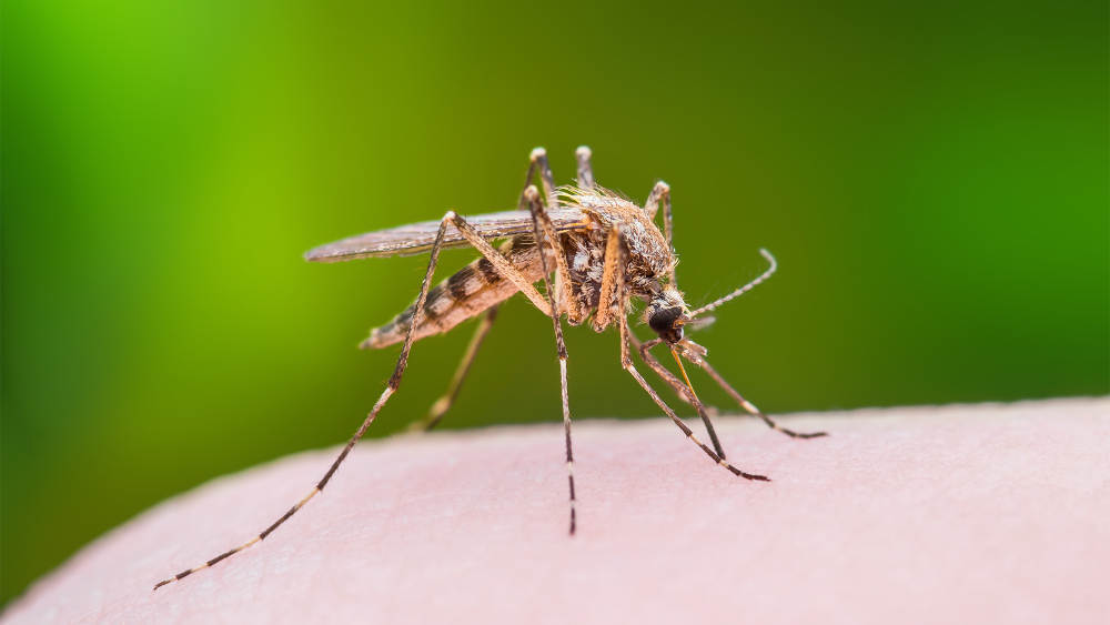 Mosquito lands on a human's arm