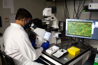 Student working with a microscope looking at a small slide with an organ-on-a-chip.