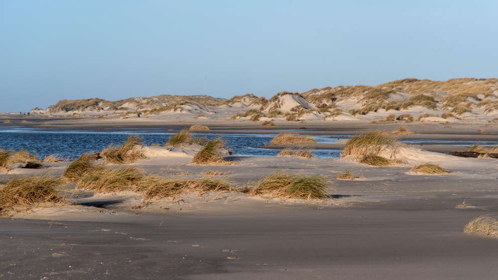 Coastal dunes and vegetation on a shore
