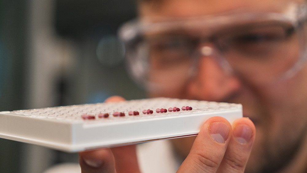 Researcher looks at tray of red nanoparticles in the lab