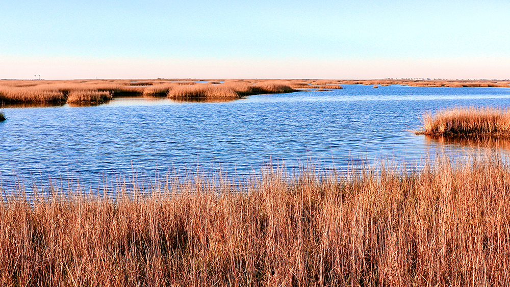 A marsh in Galveston, Texas