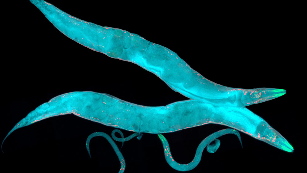 Image of a nematode glowing with fluorescence. 