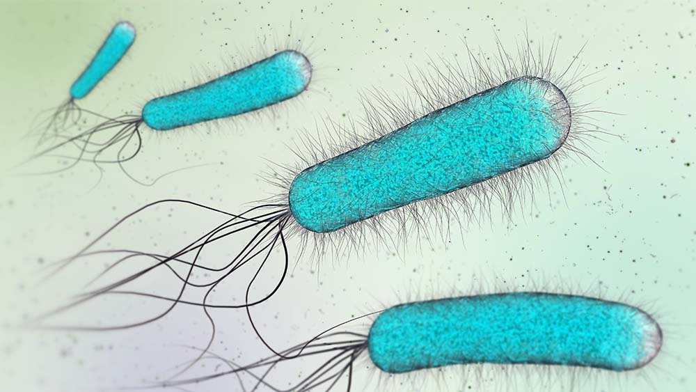 Swarms of E. coli