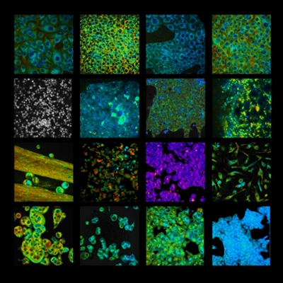 Sixteen boxes showing images of cells under a microscope. The clusters of cells are lit in a variety of colors ranging from blue and green to purple and pink.