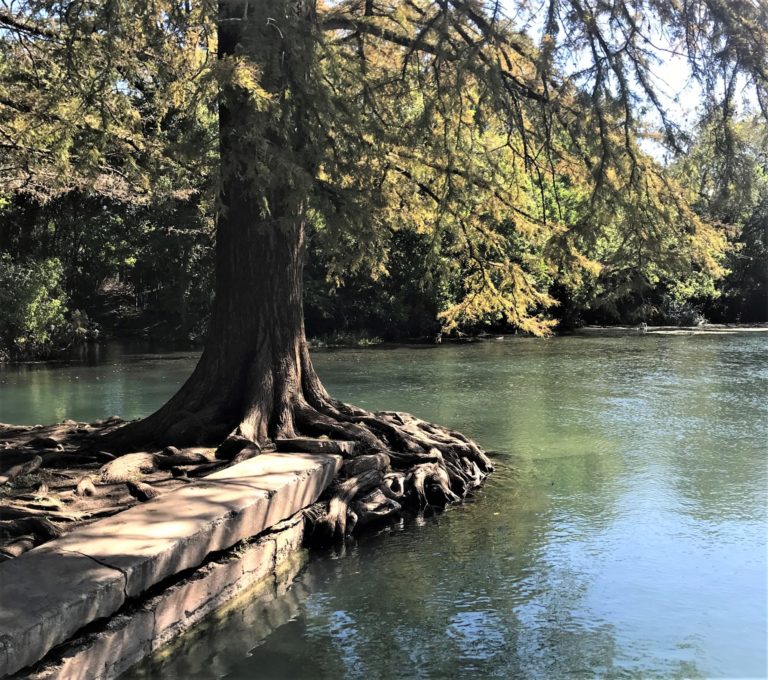 A tree on the edge of a river