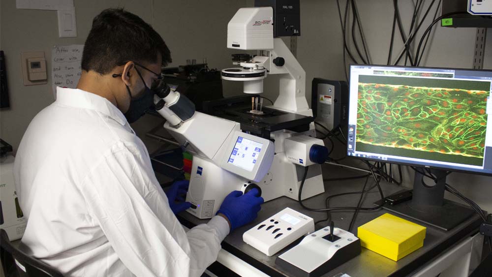 Male student looks at microscopic view of a blood vessel model in the lab.