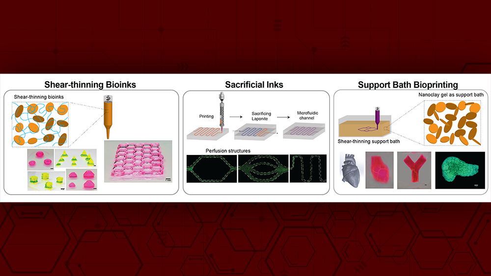 2D nanosilicates as a platform technology to print complex structures via 3D bioprinting.