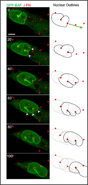 Photographed misshapen cells with dots indicating largest fold indentions on left, and black outlines of same cell shapes with same dots shown on right
