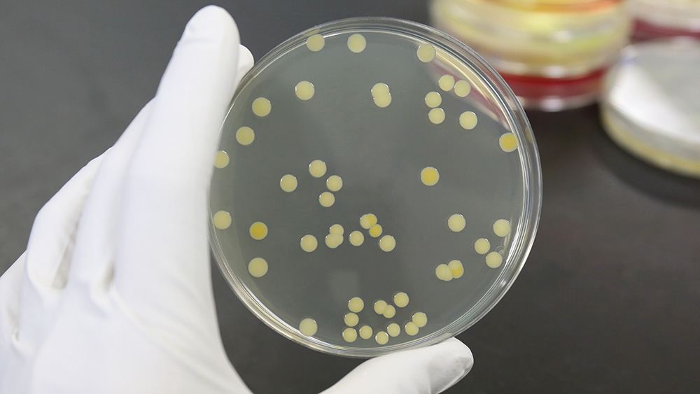 Gloved hand holding a shallow circular glass dish containing small round clusters of cultured bacteria cells