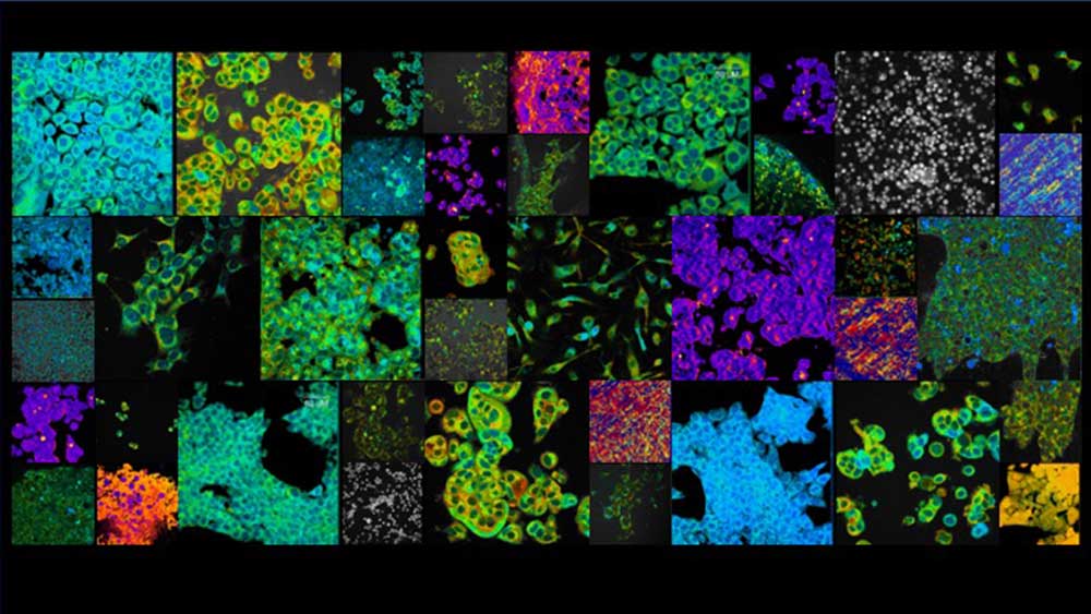 A collage of brightly colored cells and samples. 