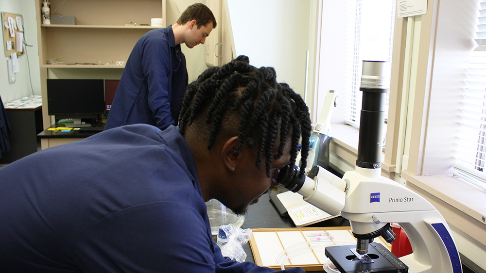 Student looks into a microscope in the Cardiovascular Pathology Lab