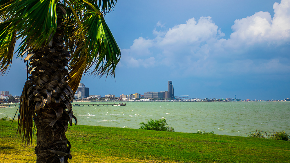 A palm tree in the foreground with the city of Corpus Christi, Texas, coastline on the port entering the Gulf of Mexico shown in the distance