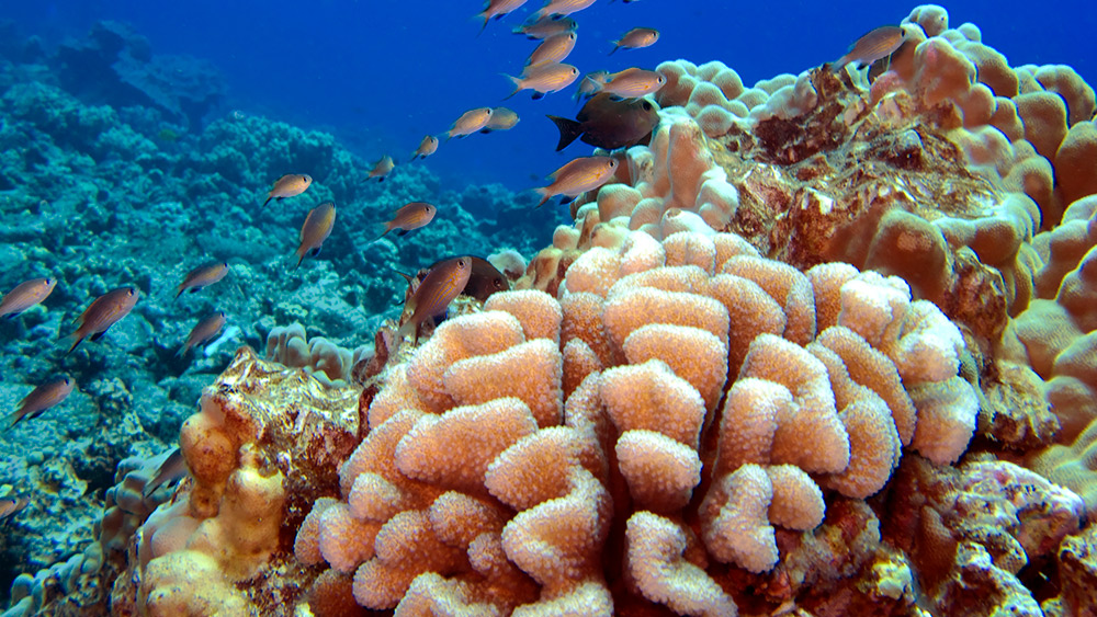 Ice-free preservation method holds promise to protect reefs | Texas A&M ...