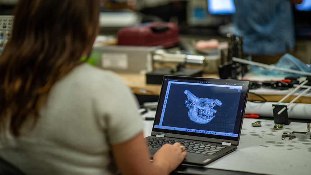 Jordan Hillis reviewing 3D model of rhino horn on laptop computer 