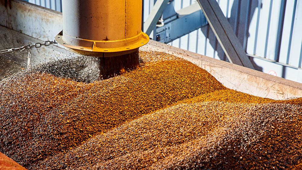 Grains being processed for drying and storage.