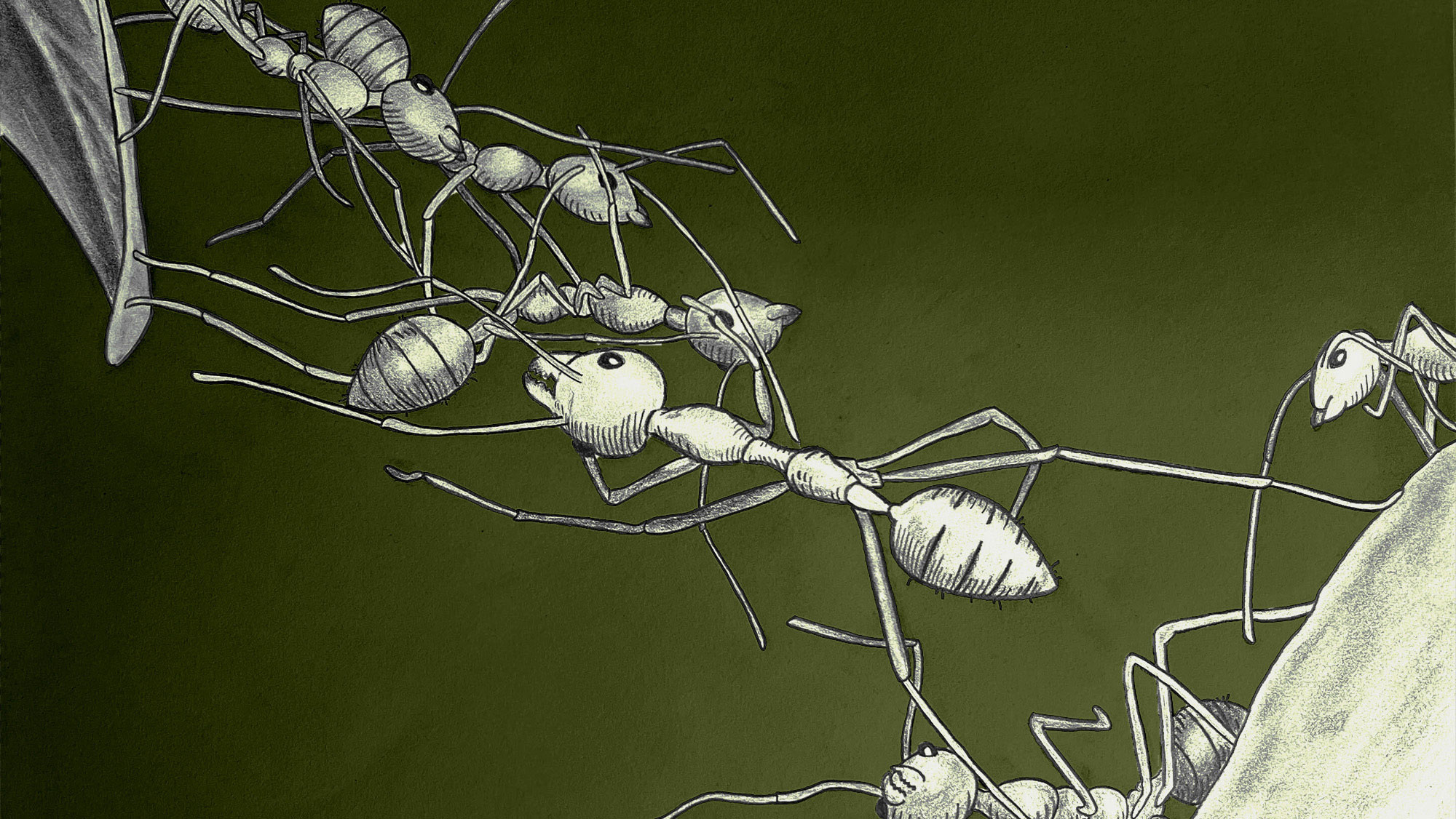 An illustration showing ants creating a bridge with their bodies with a green background.