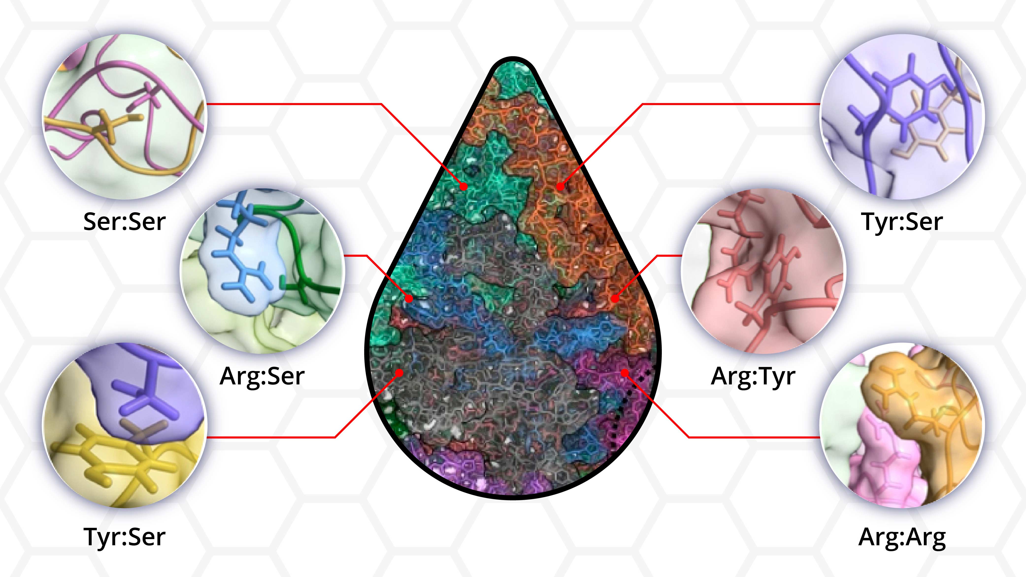 Illustration of a protein droplet surrounded by images of the many interactions between amino acids within the protein. The amino acids are labeled as Ser:Ser, Arg:Ser, Tyr:Ser, Arg:Tyr and Arg:Arg.