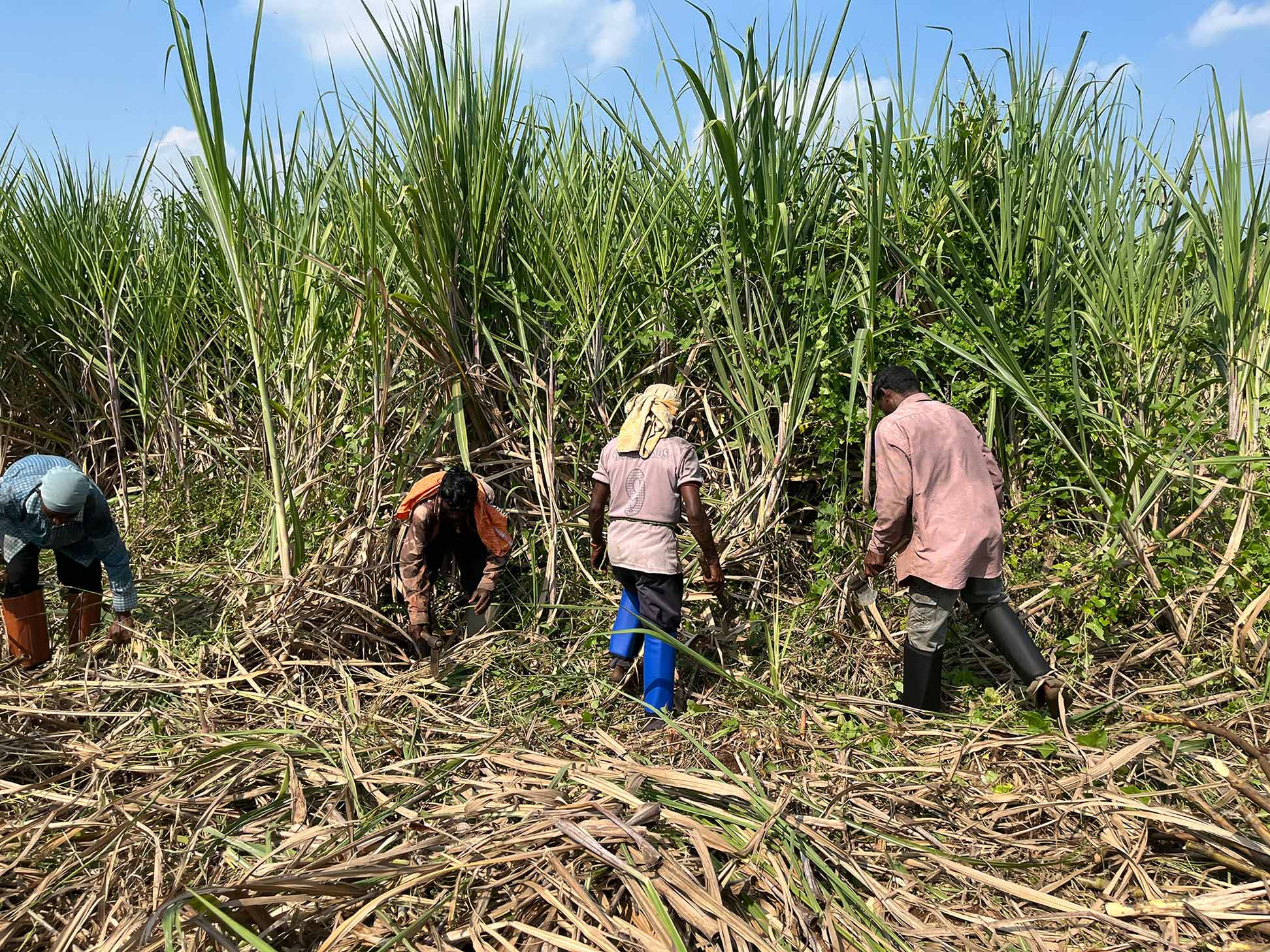  Farmers working in a field with colorful wraps around their lower leg and ankle.