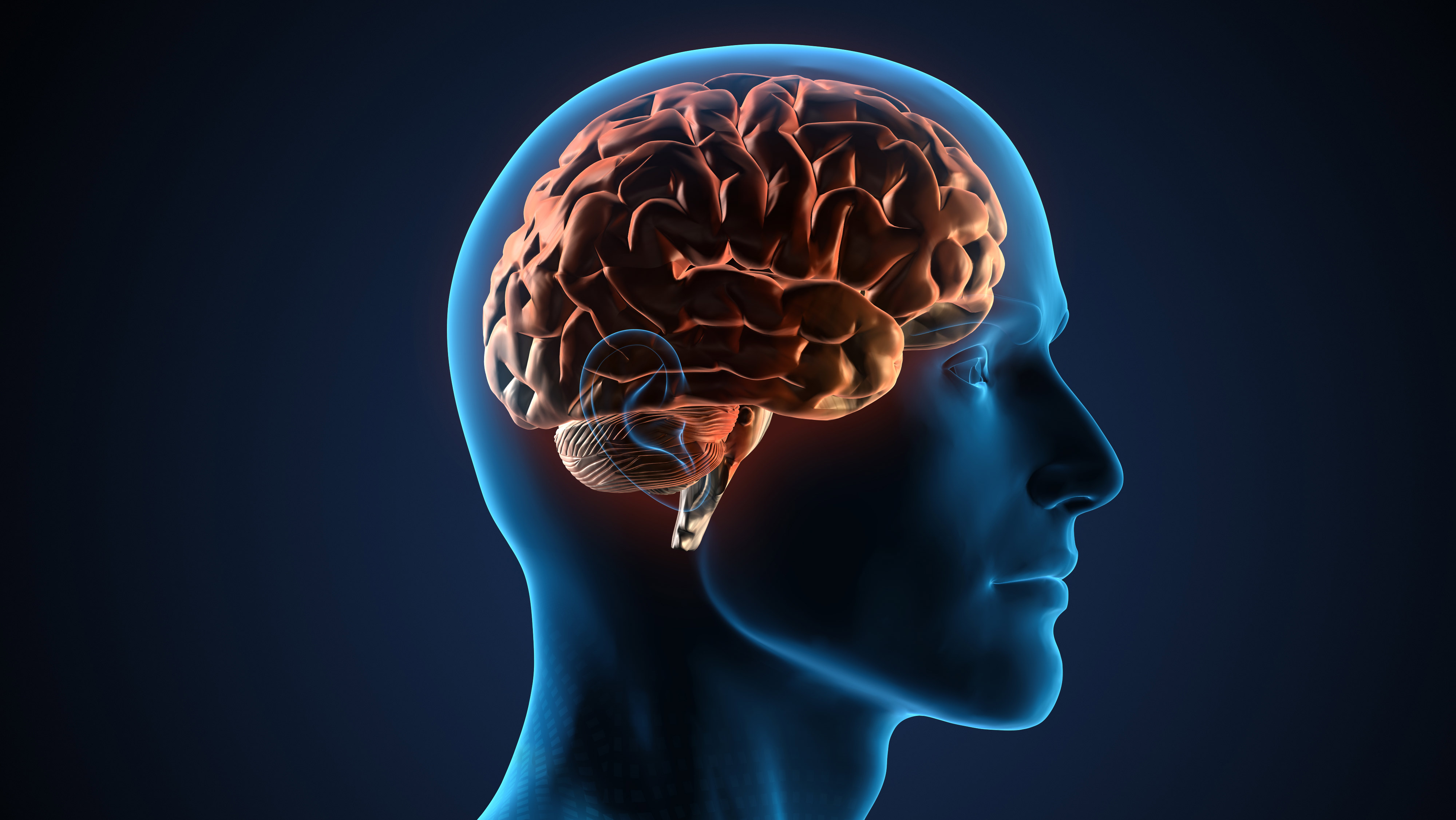 A graphic of the human brain.